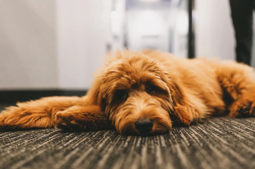 Roger, the practice dog, on the office carpet · candid, not a portrait